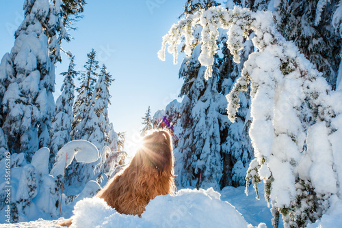 dog in snowy forest with sunflare