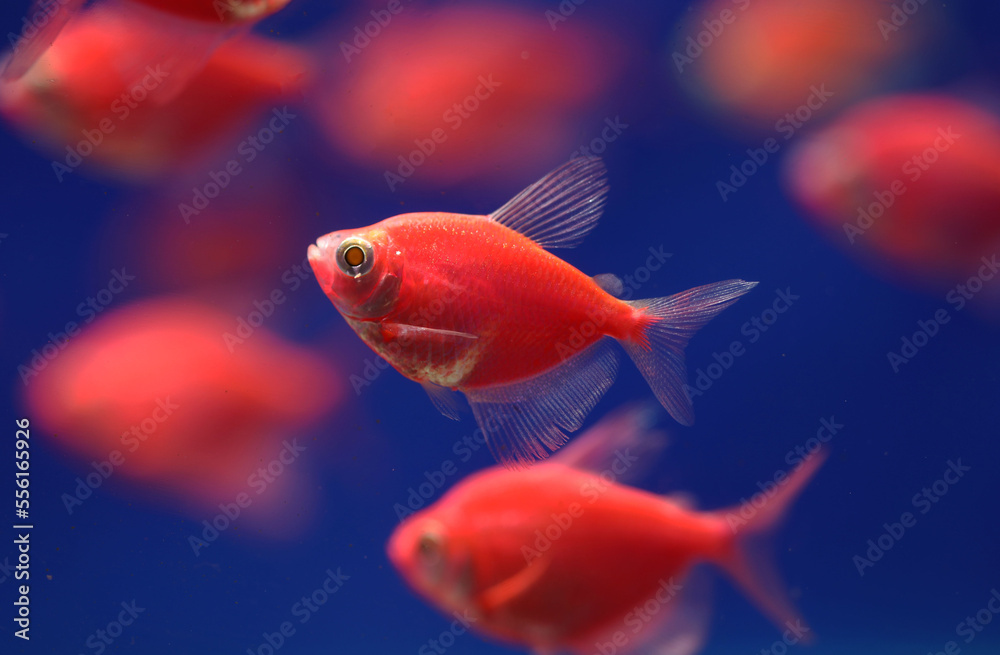 Glo fish tetra (Gymnocorymbus ternetzi) that is genetically modified into bright orange color Glo fish tetra (Gymnocorymbus ternetzi) that is genetically modified into bright orange color