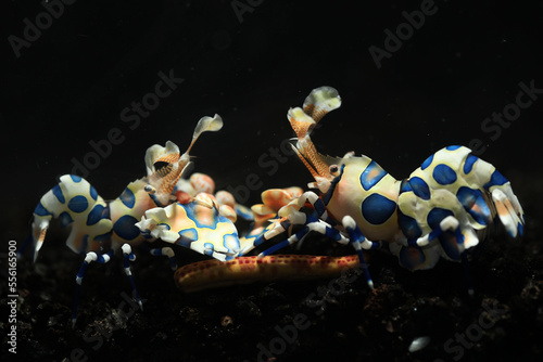 A pair of Harlequin shrimp (Hymenocera picta) in reef aquarium photo