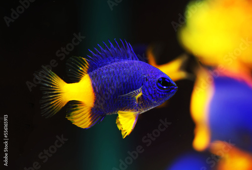 Arnaz's Damselfish (Chrysiptera arnazae) in reef tank  photo