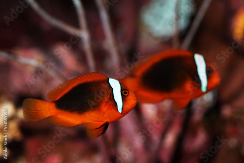 A pair of Tomato clownfish (Amphiprion frenatus) in reef tank photo