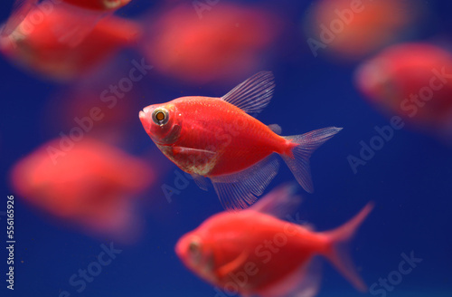 Glo fish tetra  Gymnocorymbus ternetzi  that is genetically modified into bright orange color 