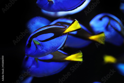 School of Blue tang (Paracanthus hepatus) swimming in group photo