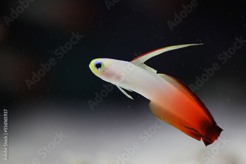 Fire Goby (Nemateleotris magnifica) in aquarium photo