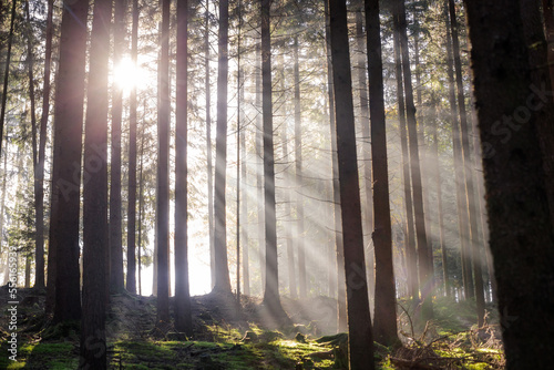 sunrays in foggy forest