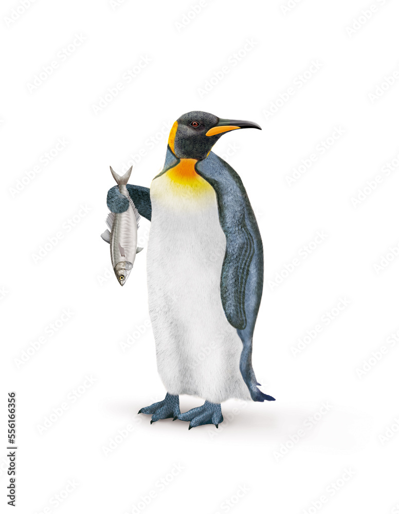 Fototapeta premium manchot empereur, poisson, chinchard, dans la main, antarctique, frigide, neige, faune, illustration, arctique, hiver, blanc, glace, animal, nature