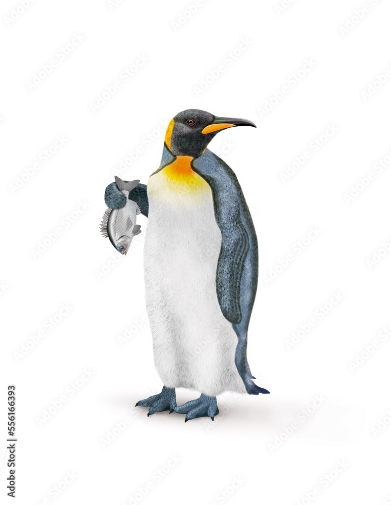 Obraz premium manchot, empereur, poisson, dorade, dans la main, demander, antarctique, frigide, neige, faune, illustration, arctique, hiver, blanc, glace, animal, nature