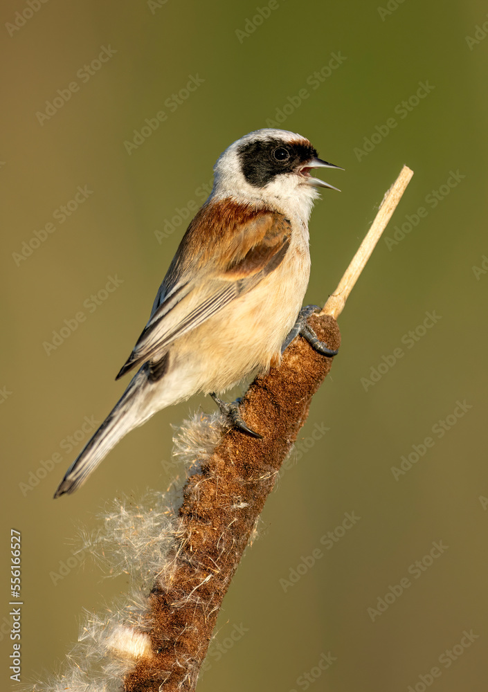 Obraz premium Penduline tit ( Remiz pendulinus ) - male