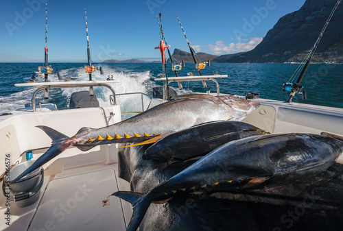 Wild fresh tuna lies on the deck of the yacht after sea fishing. photo