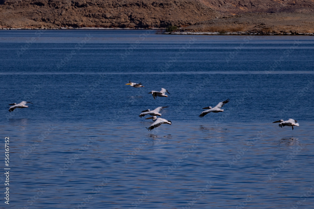 birds in flight