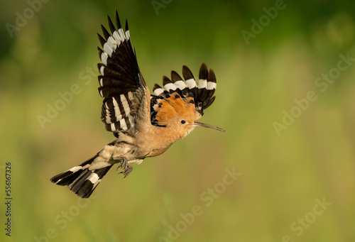 Eurasian hoopoe bird in flight close up ( Upupa epops ) © Piotr Krzeslak