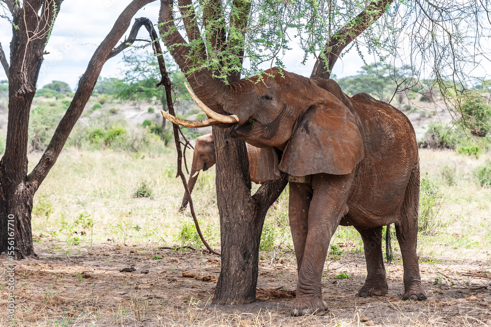 Fototapeta premium Elephants in Tarangire National Park Tanzania