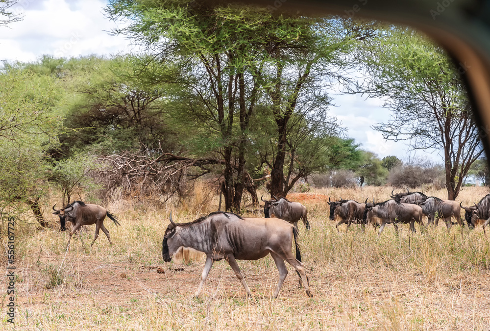 Antelopes in Tarangire National Park Tanzania Antelopes in Tarangire National Park Tanzania