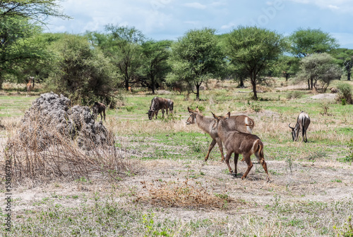 Antelopes in Tarangire National Park Tanzania