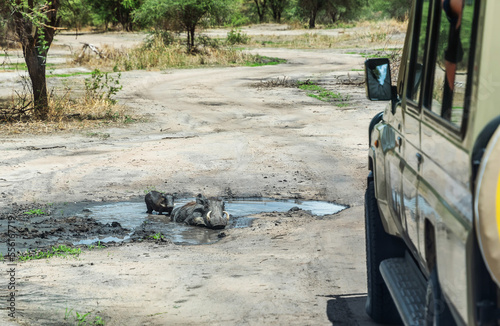 Warthog in Tarangire National Park, Tanzania