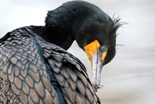 A Double-crested Cormorant preening its feathers at very close range.