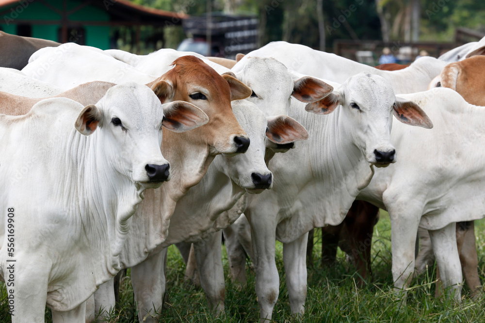 Cattle in the pasture on countryside of Brazil - obrazy, fototapety, plakaty 