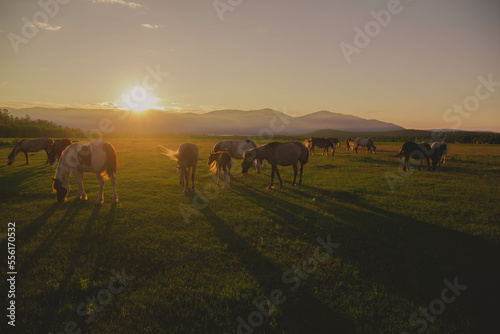 a herd of horses grazes in a meadow in the rays of a sunset