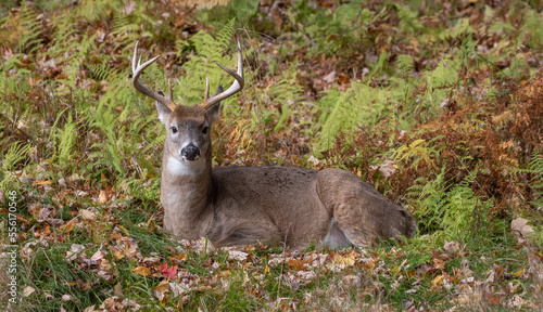 Fototapeta Naklejka Na Ścianę i Meble -  A camouflaged male white tailed deer is resting and laying down in its bedding. The stag has its ears turned back listening while it is looking straight ahead.  It has a nice set of antlers or rack.