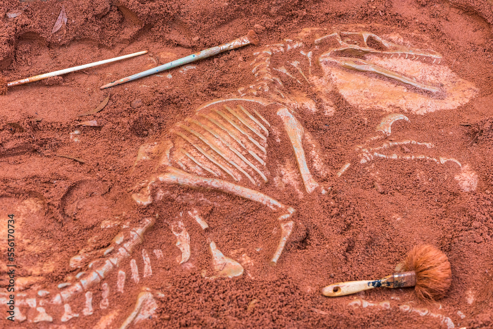 Fototapeta premium Excavating dinosaur fossil with brushes.