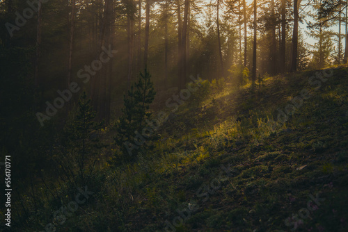 coniferous sparse forest on a slope in the rays of the evening sun