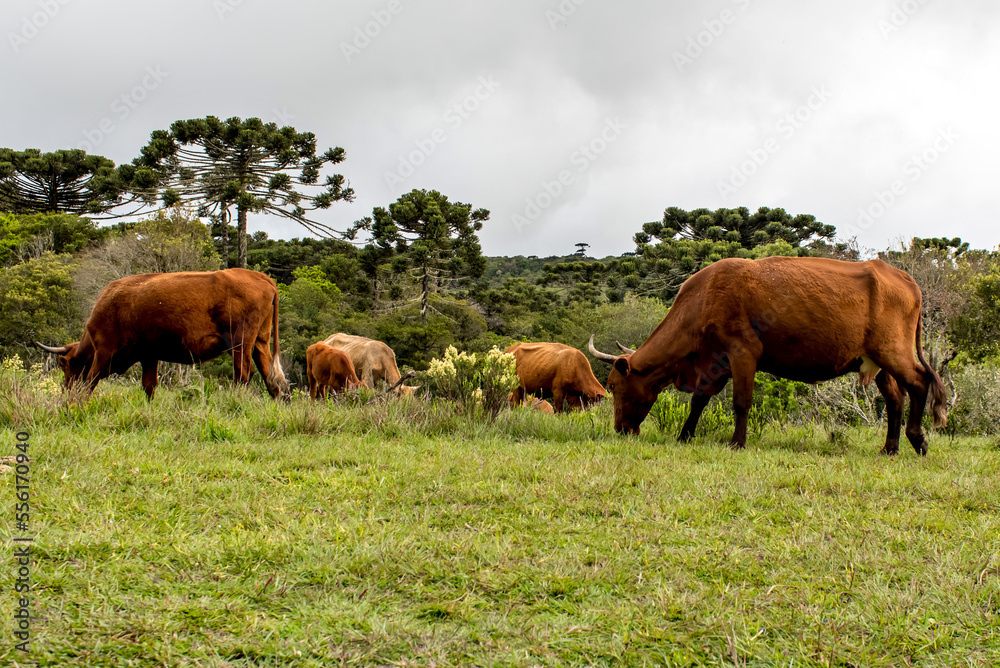 Cows grazing in the field in canions in Brazil Cows grazing in the field in canions in Brazil