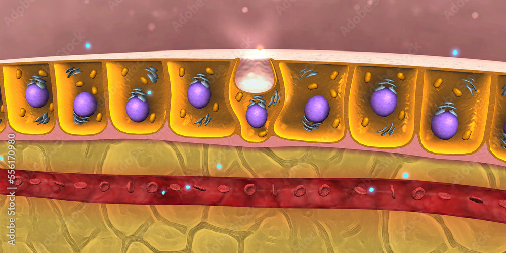 Digestive molecules pass through cell membranes the small intestine into blood or lymph