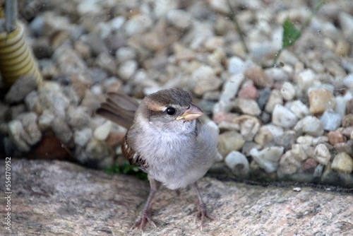 ave pardal (filhote) - passer domesticus photo