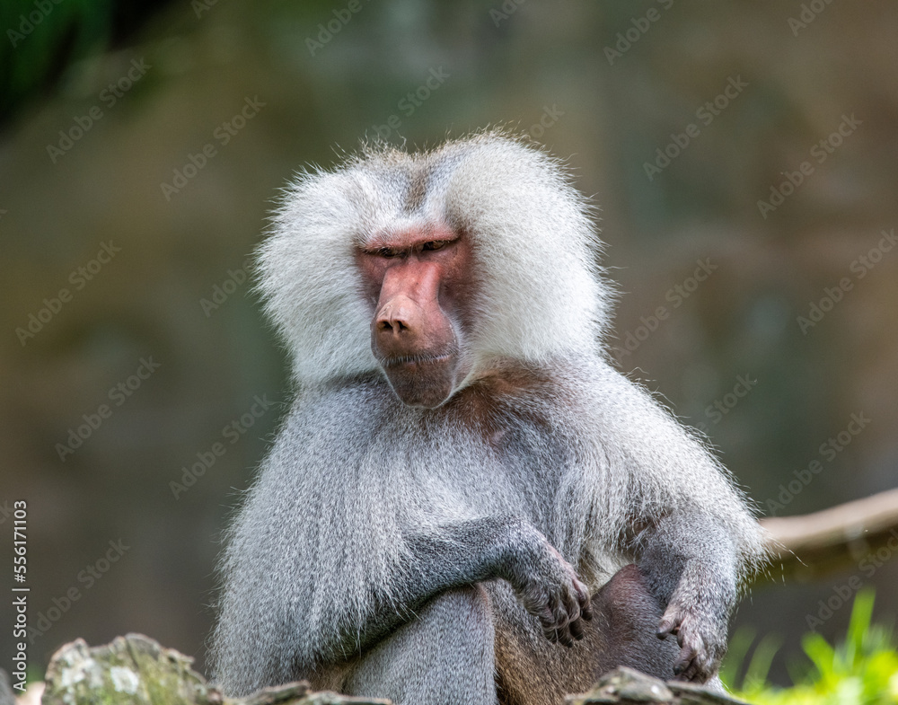 Obraz premium Baboon (Papio)