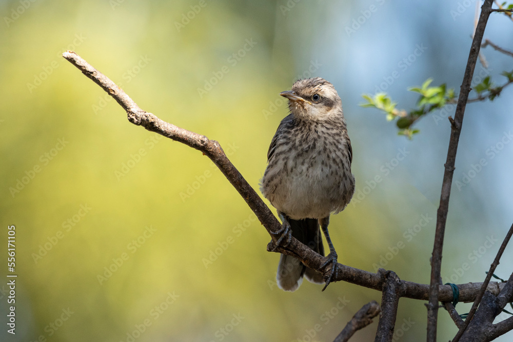 The young Chalk-browed Mockingbird or Sabia-do-campo perched on a tree. It's a typical bird from the south-central region of Brazil. Species Mimus saturninus. Birdwathching. Birding. Bird lover. The young Chalk-browed Mockingbird or Sabia-do-campo perched on a tree. It's a typical bird from the south-central region of Brazil. Species Mimus saturninus. Birdwathching. Birding. Bird lover.