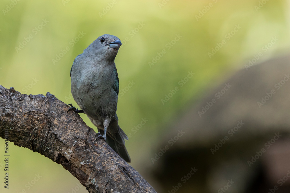 Grey bird. A Sayaca Tanager also know as sanhaço perched on the branch. Species Thraupis sayaca. Birdwatching. Birding. Bird lover.