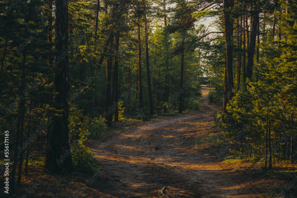 Fototapeta premium country road through the forest, the sun's rays break through the branches