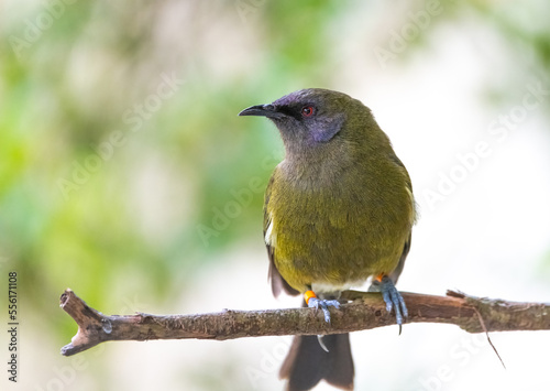 New Zealand bellbird (Anthornis melanura) photo