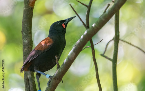 North Island saddleback (Philesturnus rufusater)