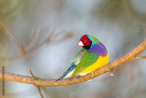 Gouldian finch (Erythrura gouldiae)