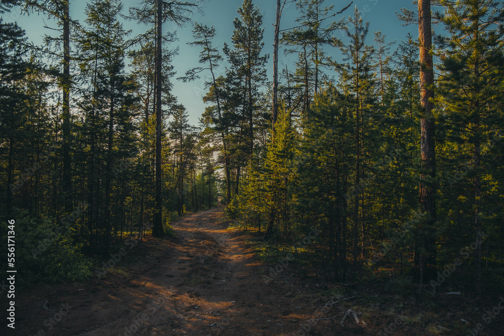 Obraz premium country road through the forest, the sun's rays break through the branches