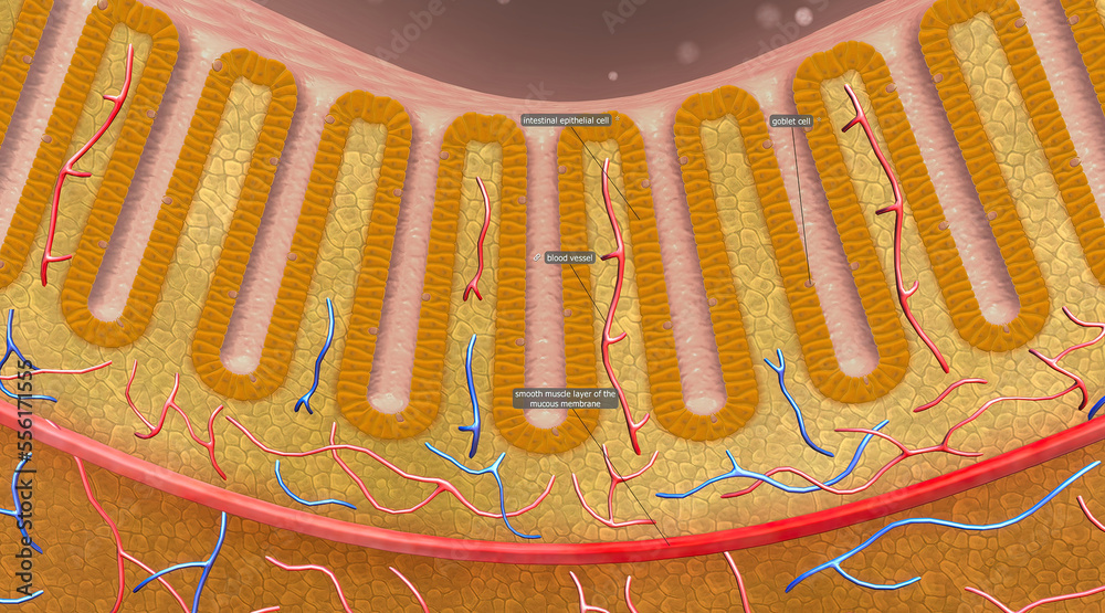 Digestive molecules pass through cell membranes the small intestine into blood or lymph