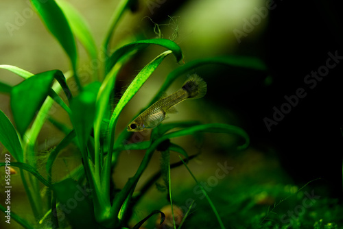 little baby guppy fish, young poecilia reticulata aquarium fish underwater swimming macro close up