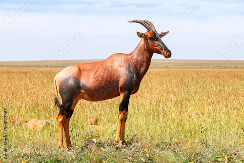 Antelope topi or sassaby