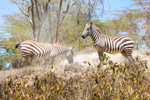 Plains zebras