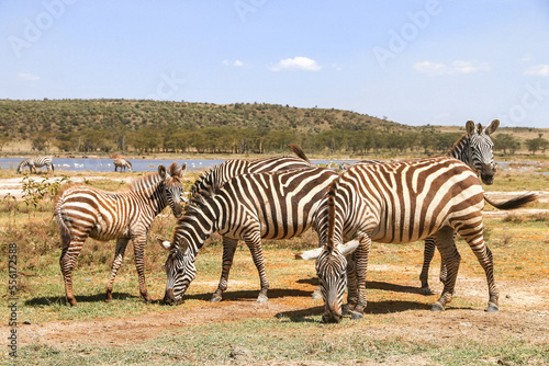 Plains zebras