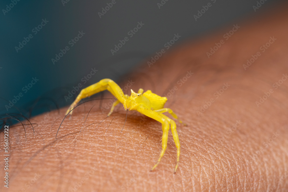 Obraz premium Yellow crab spider crawling on hand