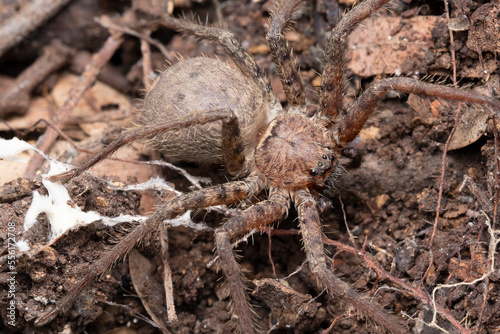 Huntsman spider closeup