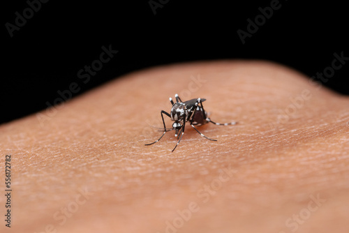 Dengue mosquito biting on hand