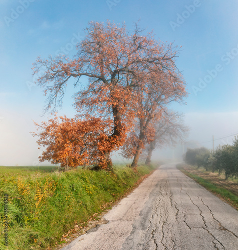 Autumn morning with trees i...