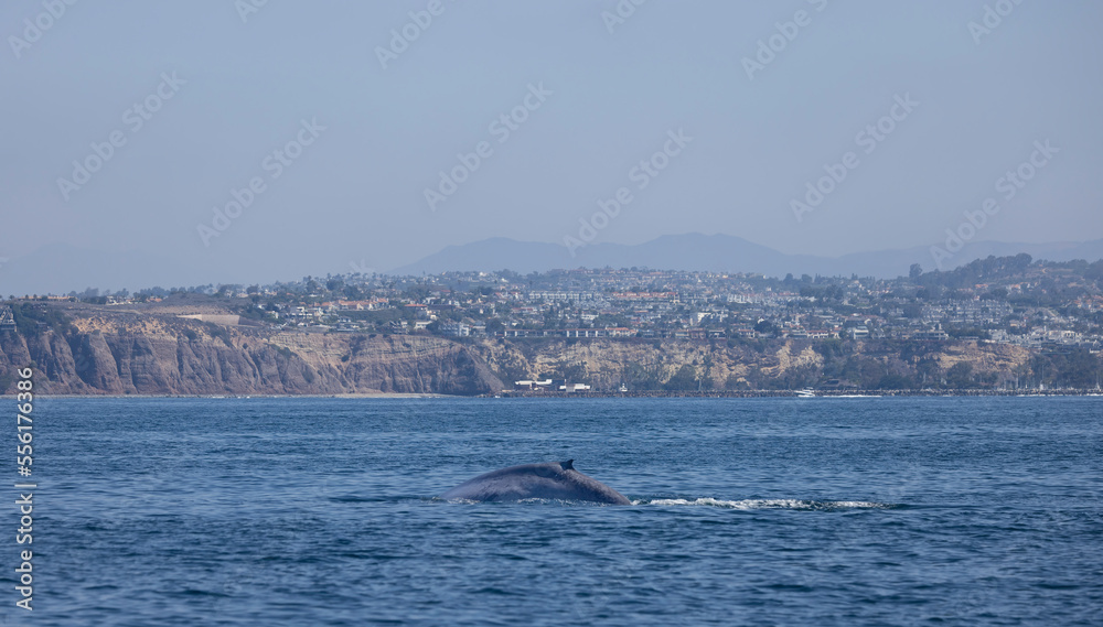 whale in the sea, Blue whale, Dana Point Harbor
