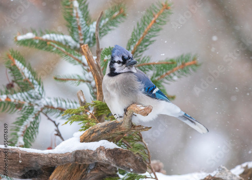 blue jay in snow © Hal Moran