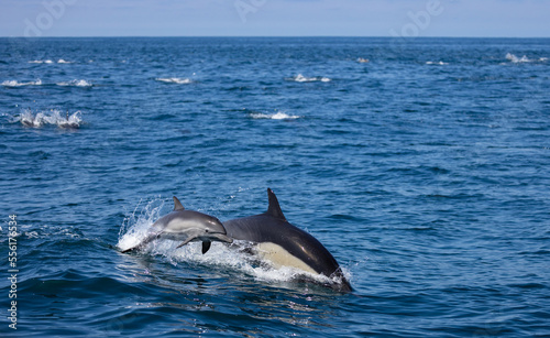 dolphin jumping out of water,  two dolphins jumping, baby dolphin jumping, common dolphin 