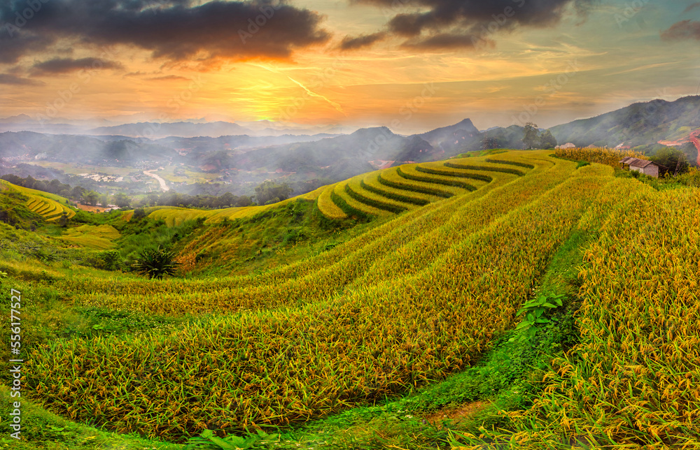 Rice on the terraced fields are ripe yellow interspersed with villages in Lao Cai, Vietnam