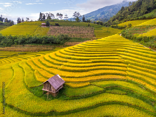 Rice on the terraced fields are ripe yellow interspersed with villages in Lao Cai, Vietnam